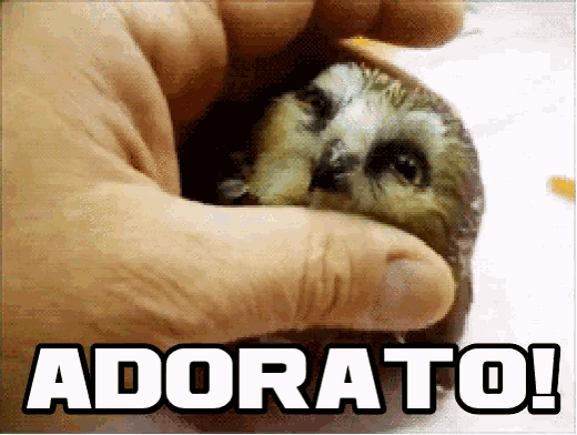 Adorato Preferito Cucciolo Uccellino Gufo Gufetto Amore Piccolo Coccole Abbraccio GIF